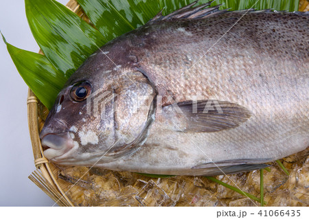 コショウダイ 食材 コショウダイ 食材 41066435