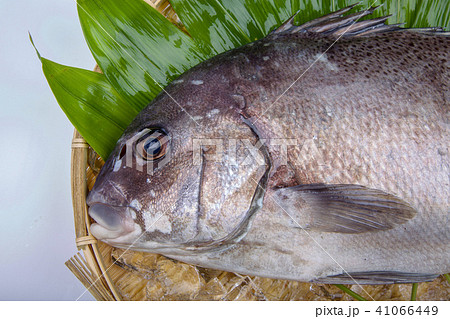 コショウダイ　食材 41066449