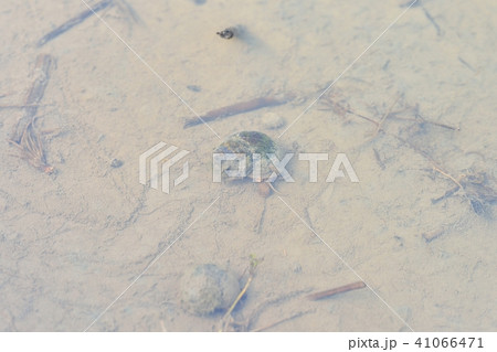 田んぼ(水田)のタニシ(たにし)巻貝。※詳細品種名は不明です。 田んぼ(水田)のタニシ(たにし)巻貝。※詳細品種名は不明です。 41066471