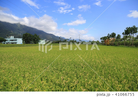 台湾台東　関山 41066755