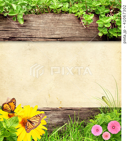 Summer background with old wooden plank and insect Summer background with old wooden plank and insect 41067302