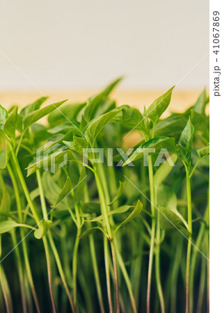 Pepper sprouts seedlings in a covered ground Pepper sprouts seedlings in a covered ground 41067869