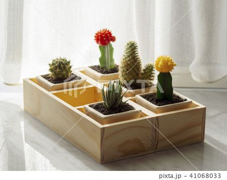 Cactus 41068033