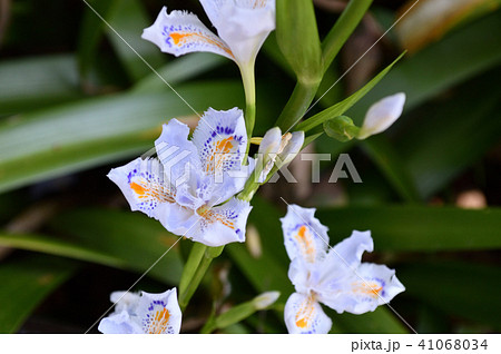 画像中央部に焦点を定めて撮影した、シャガの花の写真 41068034