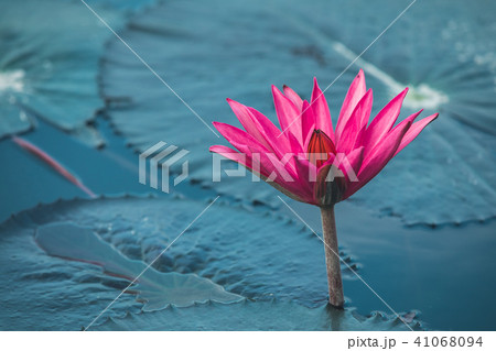 lotus flower with green leaves in pond lotus flower with green leaves in pond 41068094