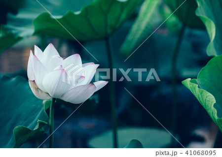 lotus flower with green leaves in pond 41068095