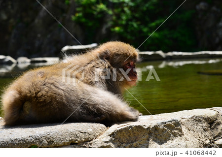 休憩中のサル 41068442