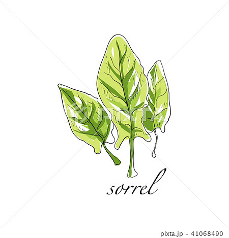 Sorrel fresh culinary plant, green seasoning cooking herb for soup, salad and other dishes hand 41068490