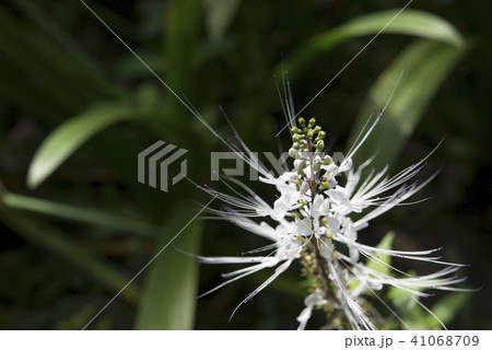 フィリピン　パンゴラオのネコノヒゲ 41068709