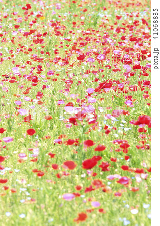 ポピーの花畑 41068835