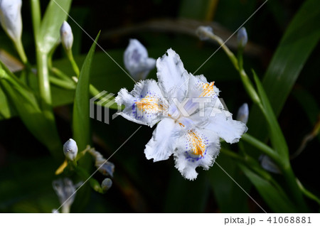 画像中央部に焦点を定めて撮影した、シャガの花の写真 画像中央部に焦点を定めて撮影した、シャガの花の写真 41068881