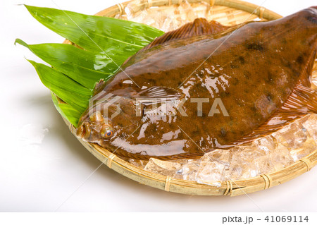 マコガレイ 食材 魚の写真素材