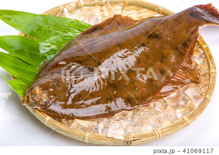 マコガレイ　食材　魚 41069117