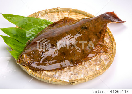 マコガレイ　食材　魚 41069118