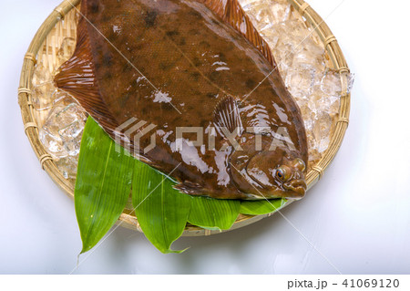 マコガレイ　食材　魚 41069120