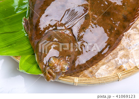 マコガレイ　食材　魚 41069123