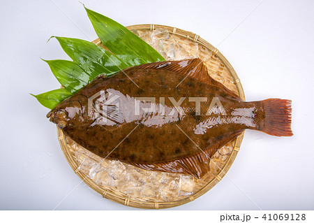 マコガレイ 食材 魚 マコガレイ 食材 魚 41069128