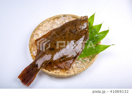 マコガレイ　食材　魚 41069132