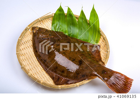 マコガレイ　食材　魚 41069135