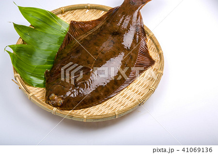 マコガレイ 食材 魚 マコガレイ 食材 魚 41069136