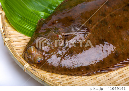 マコガレイ 食材 魚 マコガレイ 食材 魚 41069141