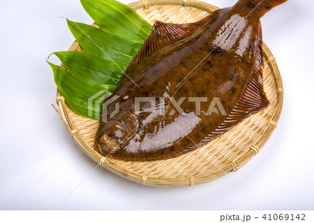 マコガレイ　食材　魚 41069142