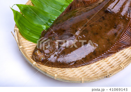 マコガレイ　食材　魚 41069143