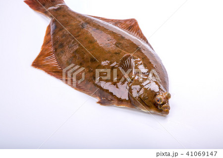 マコガレイ　食材　魚 41069147