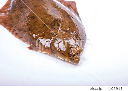 マコガレイ 食材 魚 マコガレイ 食材 魚 41069154