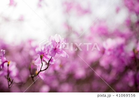 ダイセンミツバツツジ ダイセンミツバツツジ 41069556