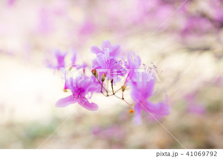 ダイセンミツバツツジ 41069792