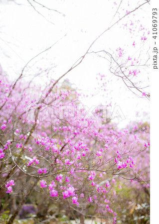 ダイセンミツバツツジ ダイセンミツバツツジ 41069793