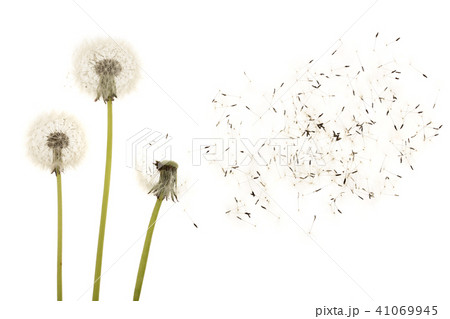 Old dandelion isolated on white background closeup Old dandelion isolated on white background closeup 41069945