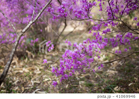 ダイセンミツバツツジ ダイセンミツバツツジ 41069946