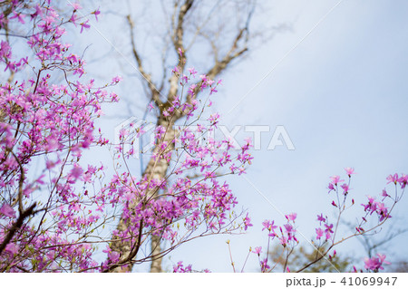 ダイセンミツバツツジ ダイセンミツバツツジ 41069947