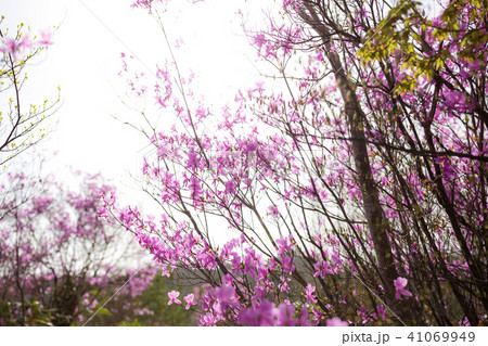 ダイセンミツバツツジ ダイセンミツバツツジ 41069949