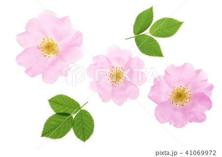 Rosehip flower with leaf isolated on white background close up 41069972
