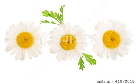 Three chamomile or daisies with leaves isolated on white background. Top view. Flat lay 41070019