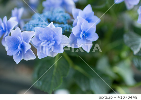 コンペイトウ あじさいの写真素材 コンペイトウ あじさいの写真素材