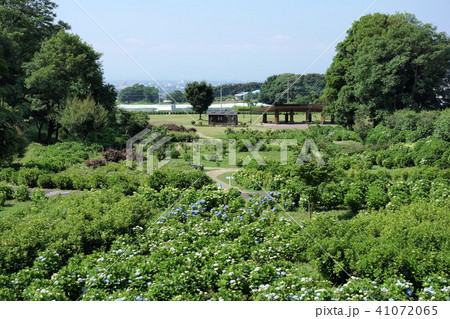 荻窪公園のアジサイ 荻窪公園のアジサイ 41072065