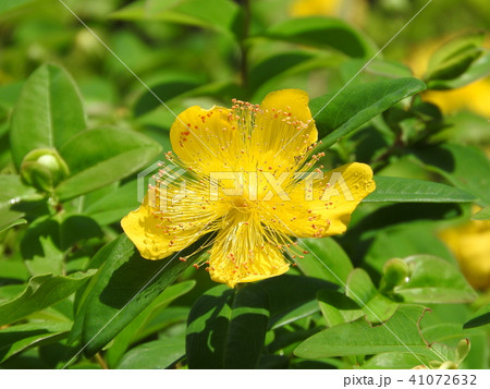 初夏に咲く花「ヒペリカムヒデコート」 41072632