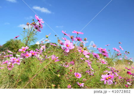 秋の晴れた日 空を背景にしてピンクのコスモスの花の写真素材