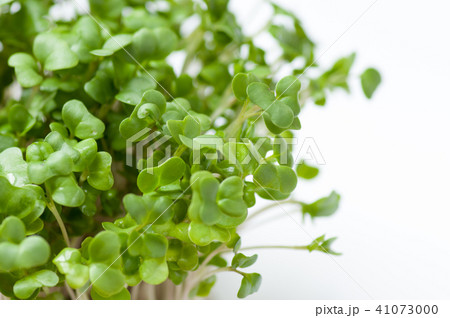 ブロッコリースプラウト 41073000