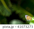 A little butterfly. 41073273