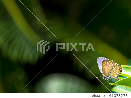 A little butterfly. 41073273