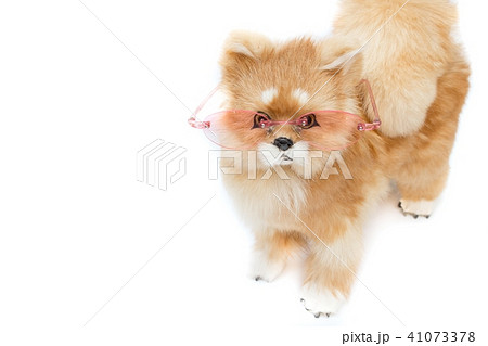 doll dog wearing glasses on white background doll dog wearing glasses on white background 41073378