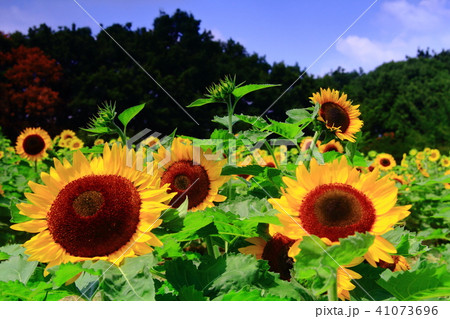 馬見丘陵公園 奈良県 に咲くひまわりの花の写真素材