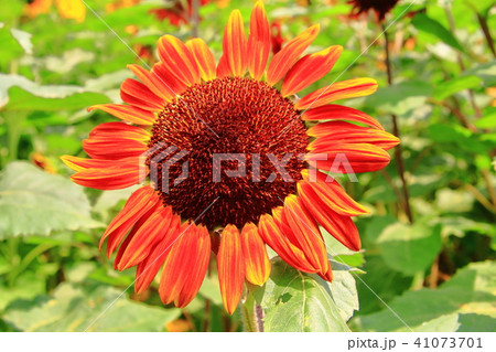 馬見丘陵公園 奈良県 に咲くひまわりの花 ブラッドレッド の写真素材