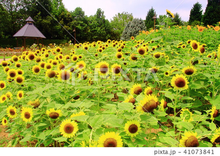 馬見丘陵公園(奈良県)に咲くひまわりの花 馬見丘陵公園(奈良県)に咲くひまわりの花 41073841