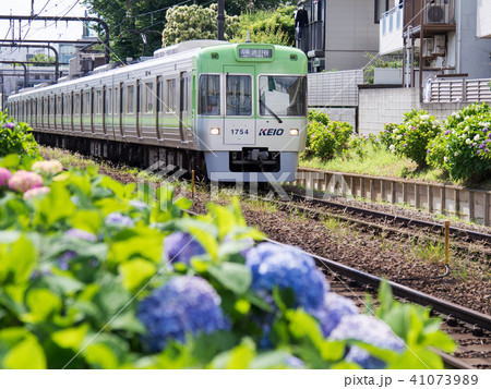 京王井の頭線とあじさいの写真素材